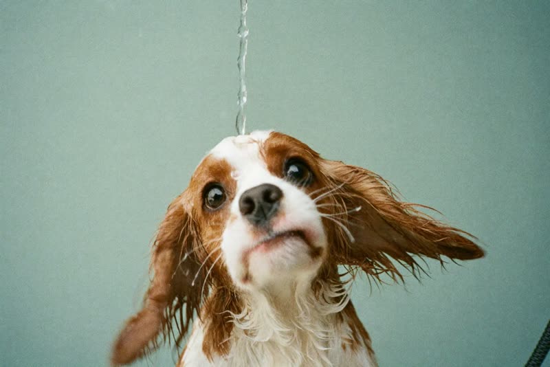 A wet spaniel shaking off after a wash
