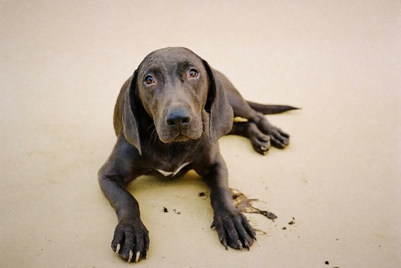 A muddy dog before its wash