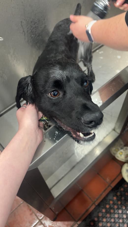 Soapy black dog being rinsed by hand in a stainless steel wash tub