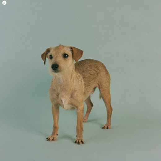 A wet terrier after a wash