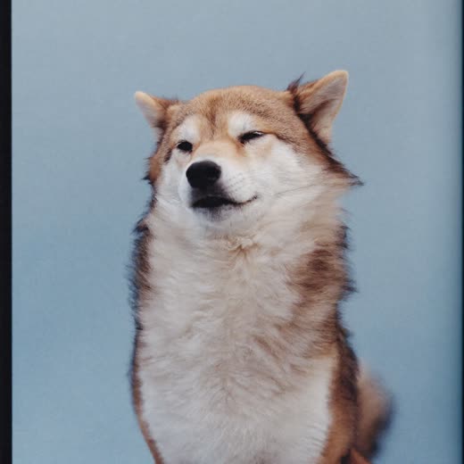A dog with freshly dried, fluffed-up coat