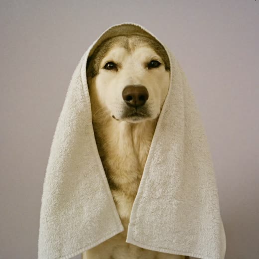 A towelled dog after its wash